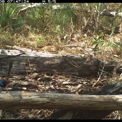 Malurus lamberti at Shannondale, NSW - 8 Nov 2024 07:47 AM