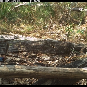 Malurus lamberti at Shannondale, NSW - 8 Nov 2024 07:47 AM