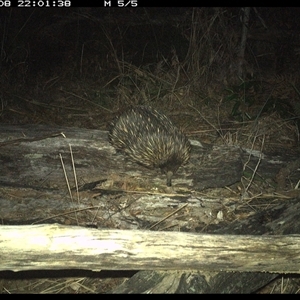 Tachyglossus aculeatus at Shannondale, NSW - 8 Nov 2024 10:01 PM