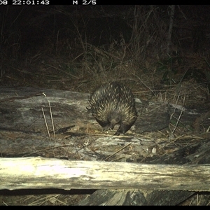 Tachyglossus aculeatus at Shannondale, NSW - 8 Nov 2024 10:01 PM