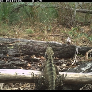 Intellagama lesueurii lesueurii at Shannondale, NSW - 12 Nov 2024 03:17 PM