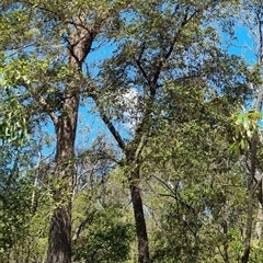 Unverified at suppressed - suppressed