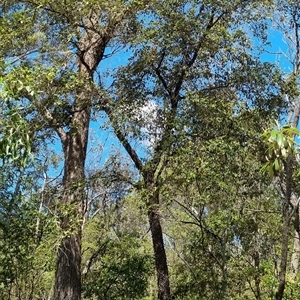 Unverified at suppressed - suppressed