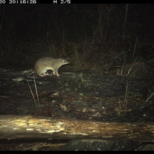 Isoodon macrourus at Shannondale, NSW - 20 Nov 2024 08:16 PM