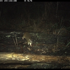 Isoodon macrourus at Shannondale, NSW - 20 Nov 2024 08:16 PM