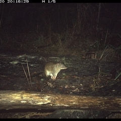 Isoodon macrourus at Shannondale, NSW - 20 Nov 2024 08:16 PM