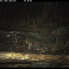 Isoodon macrourus at Shannondale, NSW - 20 Nov 2024 08:16 PM