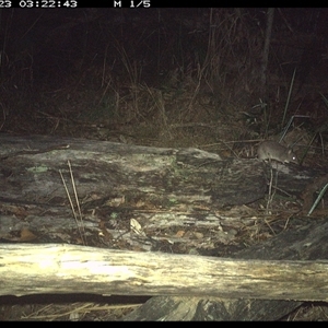 Perameles nasuta at Shannondale, NSW - 23 Nov 2024 03:22 AM