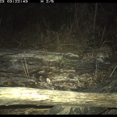 Perameles nasuta at Shannondale, NSW - 23 Nov 2024 03:22 AM