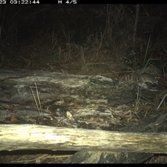 Perameles nasuta at Shannondale, NSW - 23 Nov 2024 03:22 AM
