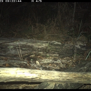 Perameles nasuta at Shannondale, NSW - 23 Nov 2024 03:22 AM