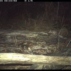 Perameles nasuta at Shannondale, NSW - 23 Nov 2024 03:22 AM