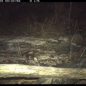 Perameles nasuta at Shannondale, NSW - 23 Nov 2024 03:22 AM