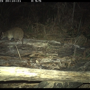 Isoodon macrourus at Shannondale, NSW - 23 Nov 2024 08:10 PM