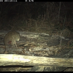 Isoodon macrourus at Shannondale, NSW - 23 Nov 2024 08:10 PM