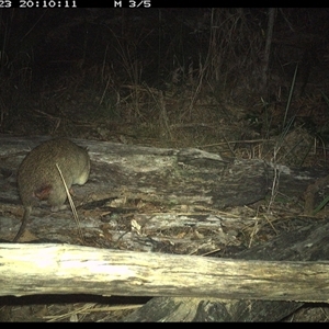 Isoodon macrourus at Shannondale, NSW - 23 Nov 2024 08:10 PM