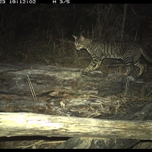Felis catus at Shannondale, NSW - 23 Nov 2024 07:12 PM