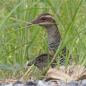 Gallirallus philippensis at Telegraph Point, NSW - 19 Mar 2025 09:10 AM
