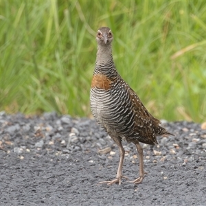 Gallirallus philippensis at Telegraph Point, NSW - 19 Mar 2025 09:10 AM