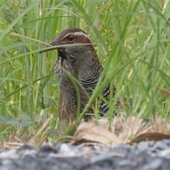 Gallirallus philippensis at Telegraph Point, NSW - 19 Mar 2025 09:10 AM