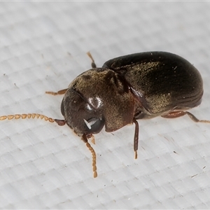 Secretipes xanthorrhoeae at Melba, ACT - 25 Mar 2025 10:31 PM