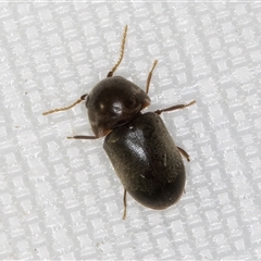 Secretipes xanthorrhoeae at Melba, ACT - 25 Mar 2025 10:31 PM