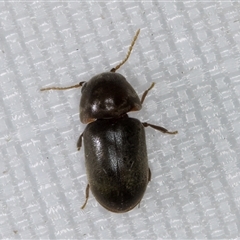 Secretipes xanthorrhoeae at Melba, ACT - 25 Mar 2025 10:31 PM