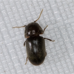 Secretipes xanthorrhoeae at Melba, ACT - 25 Mar 2025 10:31 PM
