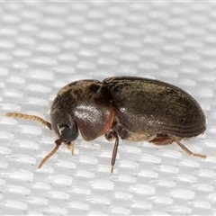 Secretipes xanthorrhoeae at Melba, ACT - 25 Mar 2025 10:31 PM