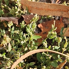 Einadia nutans subsp. nutans at Weetangera, ACT - 25 Mar 2025 08:47 AM