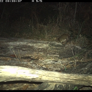 Isoodon macrourus at Shannondale, NSW - 22 Dec 2024 03:33 AM