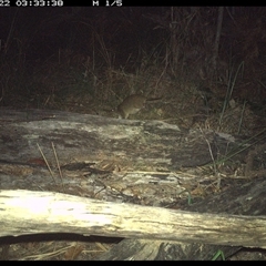 Isoodon macrourus at Shannondale, NSW - 22 Dec 2024 03:33 AM