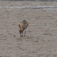 Limosa lapponica at Camden Head, NSW - 18 Mar 2025 08:28 AM