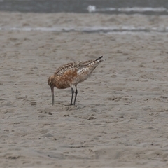 Limosa lapponica at Camden Head, NSW - 18 Mar 2025 08:28 AM