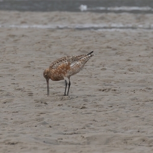 Limosa lapponica at Camden Head, NSW - 18 Mar 2025 08:28 AM
