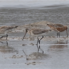 Limosa lapponica at Camden Head, NSW - 18 Mar 2025 08:28 AM