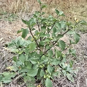 Solanum nigrum at Isaacs, ACT - 28 Mar 2025 10:29 AM
