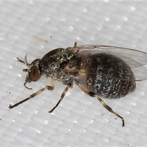 Simulidae (family) at Melba, ACT - 25 Mar 2025 11:12 PM