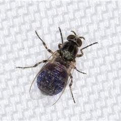 Simulidae (family) at Melba, ACT - 25 Mar 2025 11:12 PM