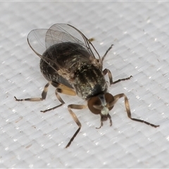 Simulidae (family) at Melba, ACT - 25 Mar 2025 11:12 PM