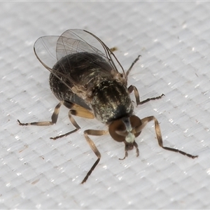 Simulidae (family) at Melba, ACT - 25 Mar 2025 11:12 PM
