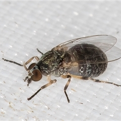 Simulidae (family) at Melba, ACT - 25 Mar 2025 11:12 PM