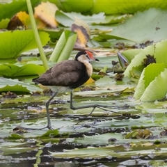 Irediparra gallinacea at King Creek, NSW - 19 Mar 2025 08:14 AM