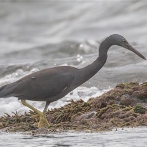 Egretta sacra at Bonny Hills, NSW - 18 Mar 2025 07:42 AM