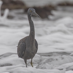 Egretta sacra at Bonny Hills, NSW - 18 Mar 2025 07:42 AM
