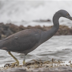 Egretta sacra at Bonny Hills, NSW - 18 Mar 2025 07:42 AM