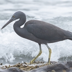 Egretta sacra at Bonny Hills, NSW - 18 Mar 2025 07:42 AM