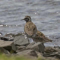 Pluvialis fulva at Port Macquarie, NSW - 20 Mar 2025 12:25 PM