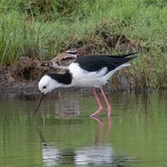 Himantopus leucocephalus at Rawdon Island, NSW - 24 Mar 2025 08:31 AM