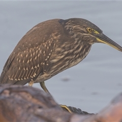 Butorides striata at Port Macquarie, NSW - 22 Mar 2025 07:32 AM